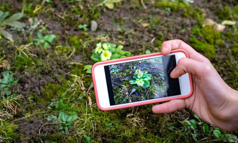 Plantora – The Best Plant Identifier App To Care For Your Plants